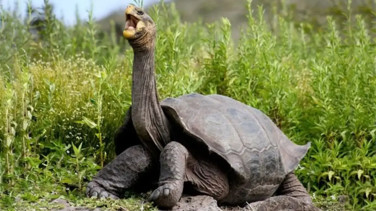 Kura-kura Galapagos bisa mencapai berat 250 kg