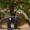 Komodo bisa lari sampai 18 km/jam kalau terancam, padahal biasanya jalannya lambat banget