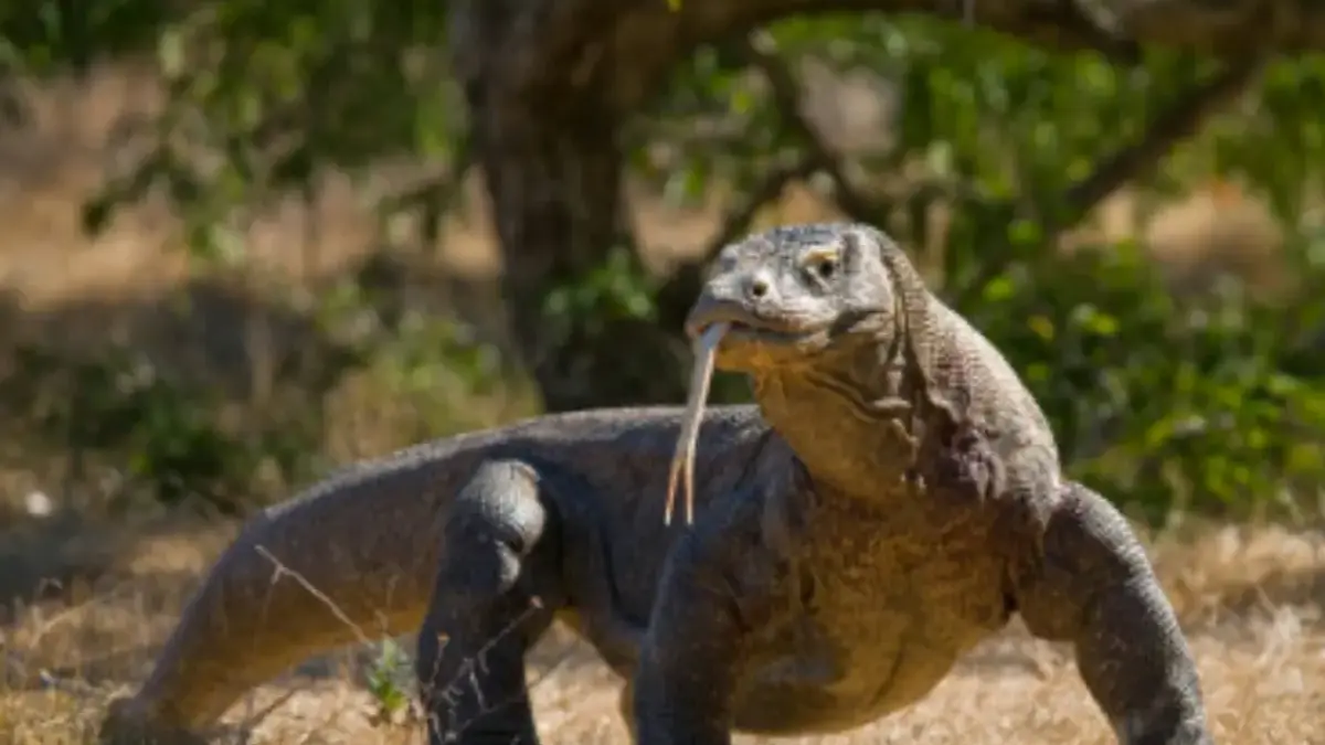 Komodo bisa lari sampai 18 km/jam kalau terancam, padahal biasanya jalannya lambat banget