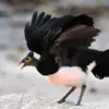 Burung maleo lebih suka berjalan daripada terbang, meskipun dia burung