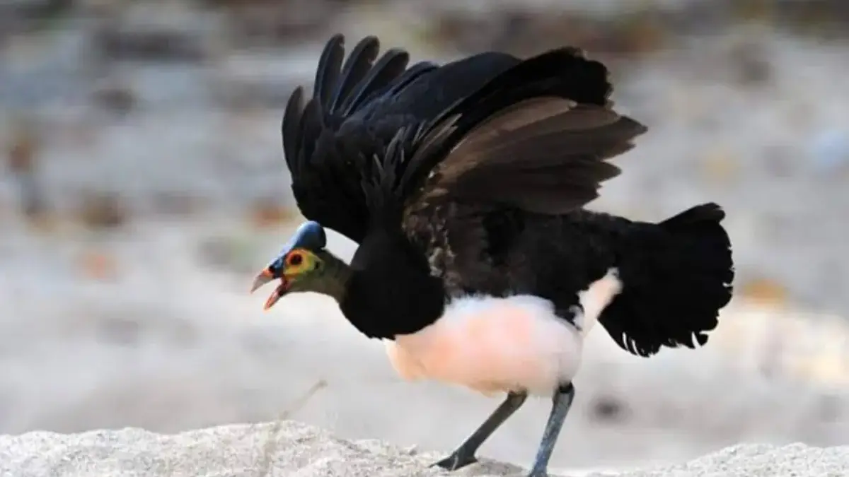 Burung maleo lebih suka berjalan daripada terbang, meskipun dia burung