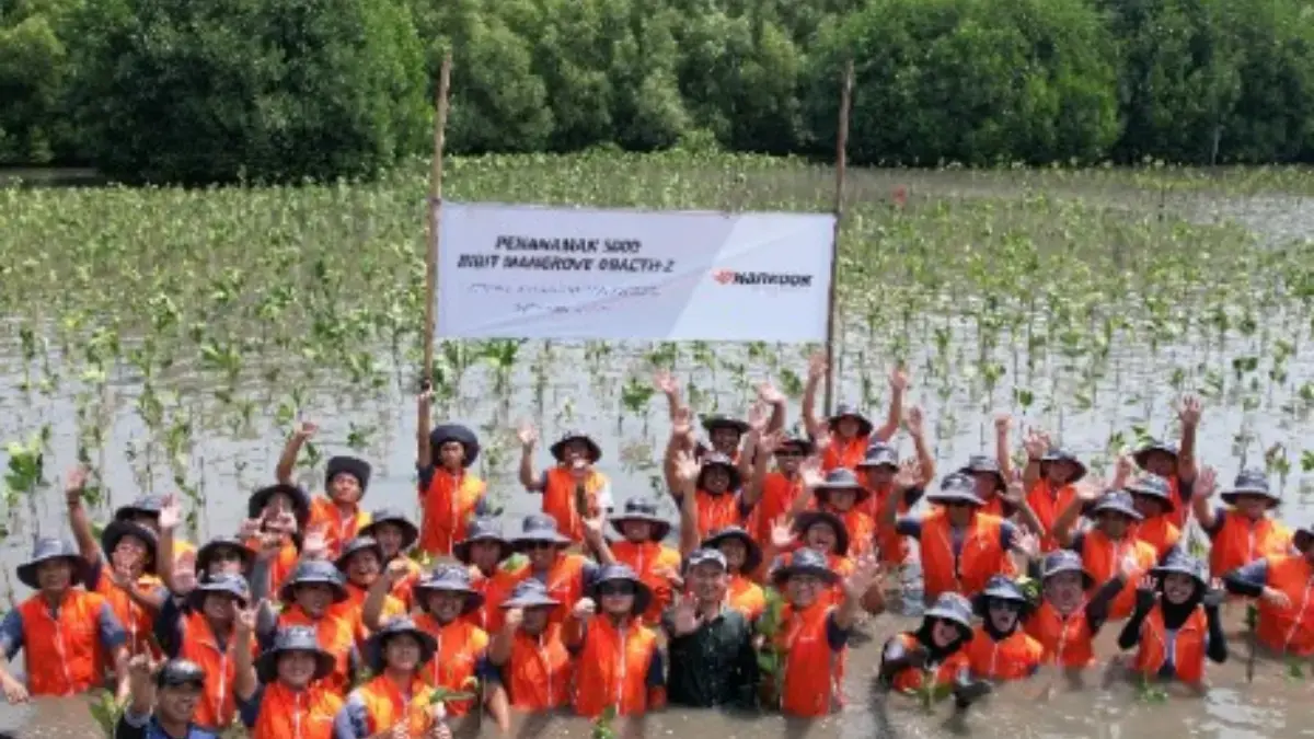 Mangrove