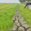 Musim Kemarau di wilayah utara Kabupaten Bekasi.