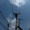PLN melaksanakan kegiatan pemeliharaan jaringan listrik