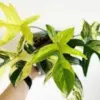 Tanaman Hias Langka dengan Harga Selangit.