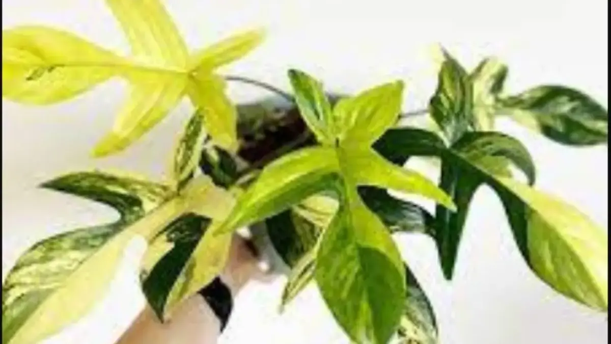 Tanaman Hias Langka dengan Harga Selangit.
