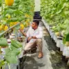 Alif farm