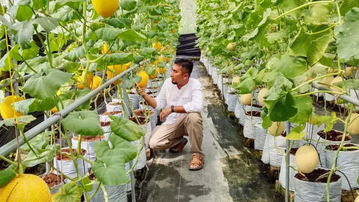 Alif farm