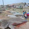 Hiu Paus Langka Mati Terdampar di Pesisir Utara Bekasi.