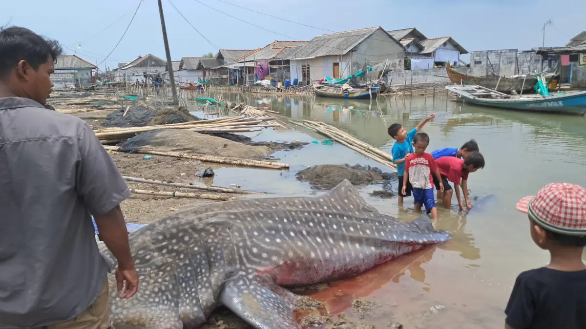 Hiu Paus Langka Mati Terdampar di Pesisir Utara Bekasi.