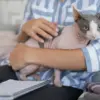 ilustrasi Harga Kucing Uya Kuya.