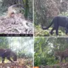 Macan Tutul Jawa-Macan Kumbang.