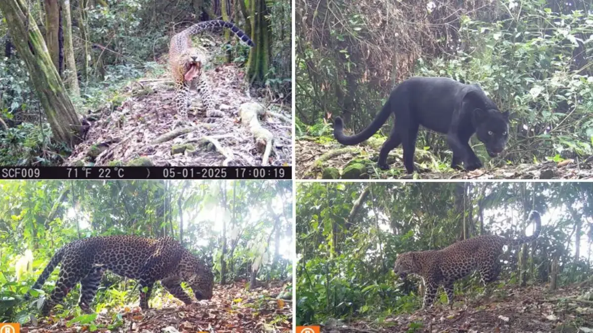 Macan Tutul Jawa-Macan Kumbang.