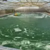 Microalgae