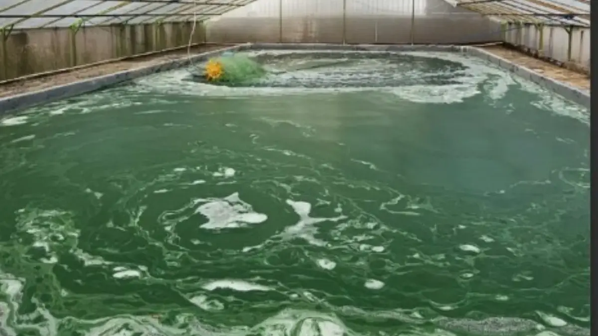 Microalgae