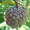 Buah Srikaya Kaya Manfaat.