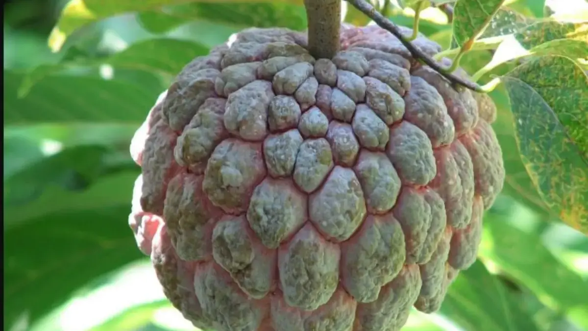 Buah Srikaya Kaya Manfaat.