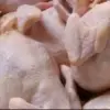 Harga Ayam di Karawang.