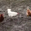 Ayam Tetangga Sering Berak di Halaman Rumah