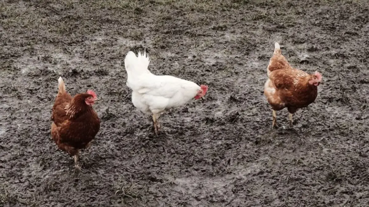 Ayam Tetangga Sering Berak di Halaman Rumah