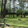Wisata Hutan Pinus di Kuningan Vibes FTV