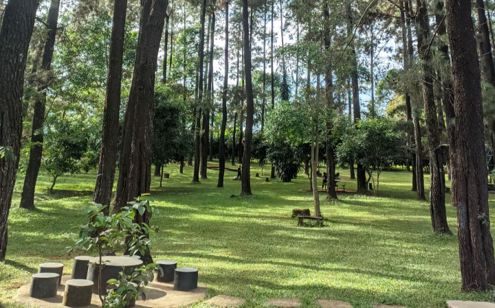 Wisata Seru! Hutan Pinus Sejuk Vibes FTV di Kuningan dengan View Gunung Ciremai Wisata Hutan Pinus di Kuningan Vibes FTV