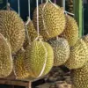 Kenapa Orang Karawang Tidak Suka Durian Loji? ‎