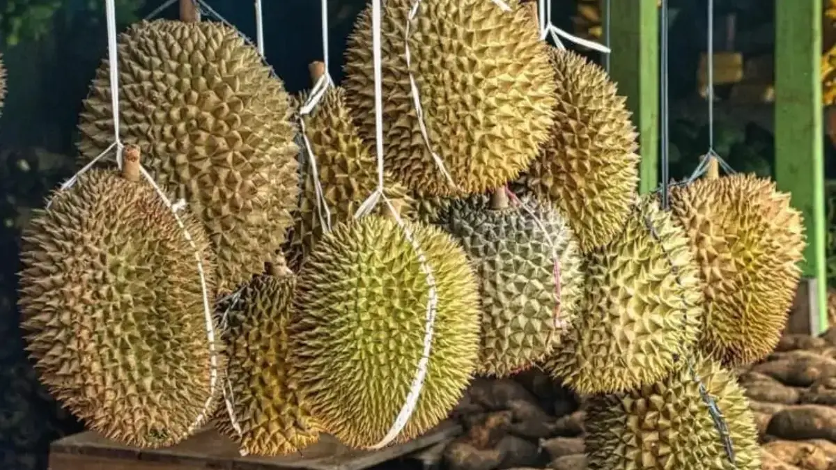 Kenapa Orang Karawang Tidak Suka Durian Loji? ‎