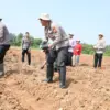 Polisi Bercocok Tanam, Polres Karawang Ngebon Jagung di Lahan PT Timor Cikampek Polisi Bercocok Tanam