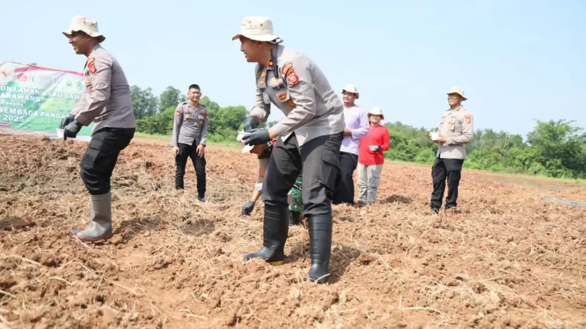 Polisi Bercocok Tanam, Polres Karawang Ngebon Jagung di Lahan PT Timor Cikampek Polisi Bercocok Tanam