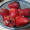 Jambu Bol atau Jambu Jamaika.