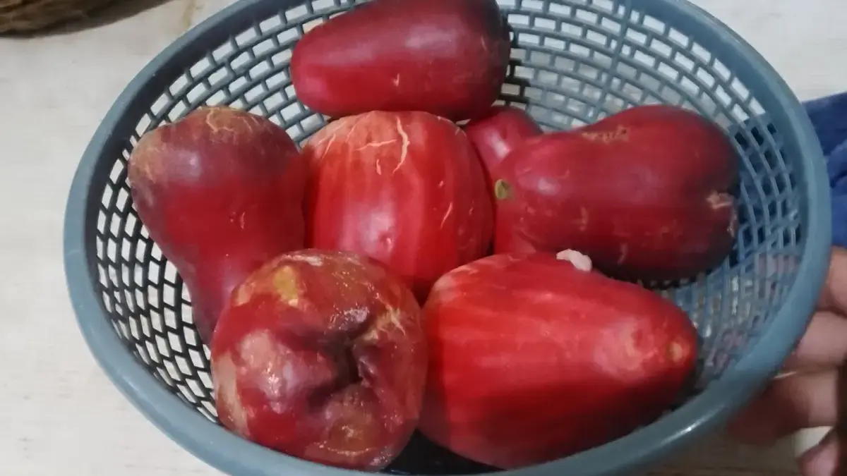 Jambu Bol atau Jambu Jamaika.