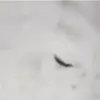 Viral Video Ulat Ada di Nasi MBG SMPN 2 Parung Bogor.