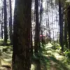 Wisata hutan pinus di Kuningan