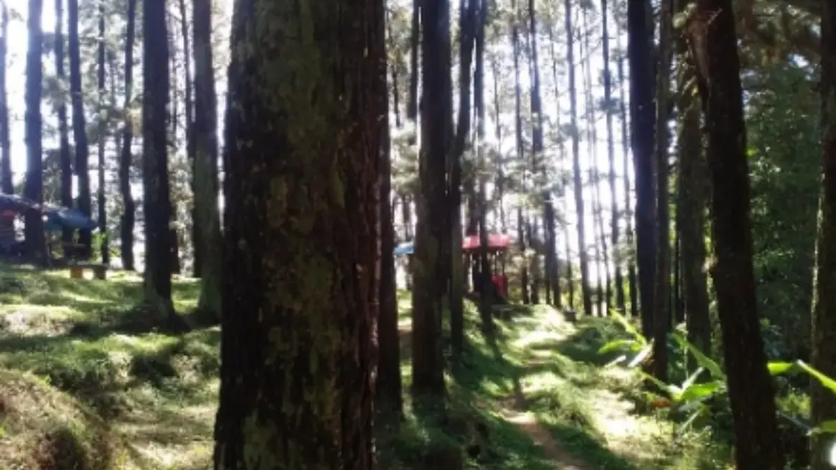 Rasakan Sejuknya Hutan Pinus Kuningan, Surga Tersembunyi di Jawa Barat Wisata hutan pinus di Kuningan