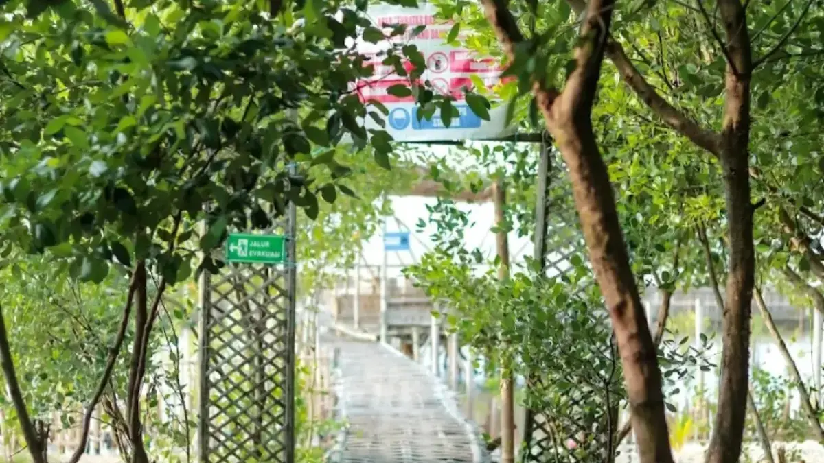 Ekowisata Mangrove Pasir Putih Karawang: Harmoni Alam dan Kehidupan Pesisir Cilamaya wisata mangrove pasir putih