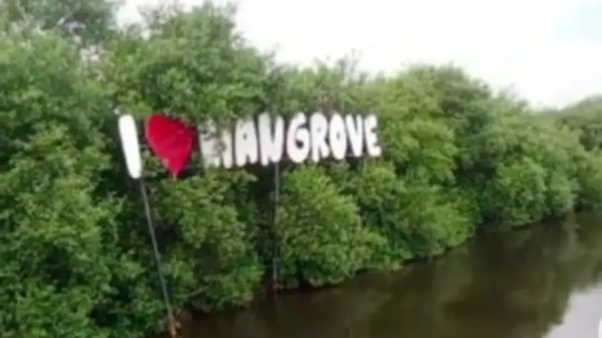 Hutan Mangrove Cipucuk