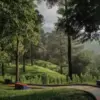 wisata alam hutan pinus kuningan