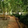 hutan bambu