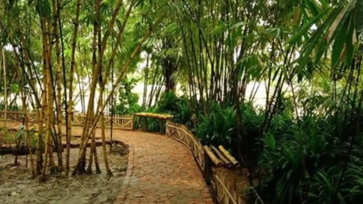 hutan bambu