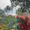 Bunga Australia Barat.