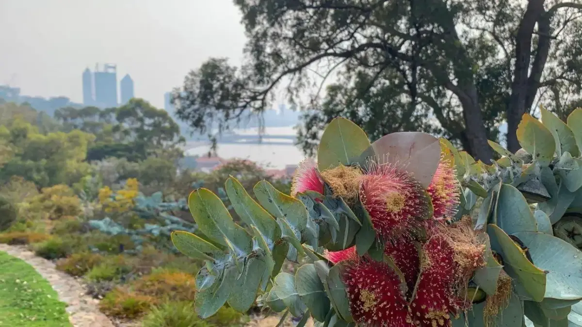 Bunga Australia Barat.