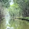 Hutan Mangrove Sedari di Karawang dengan pemandangan hijau alami