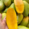 Musim Buah Mangga