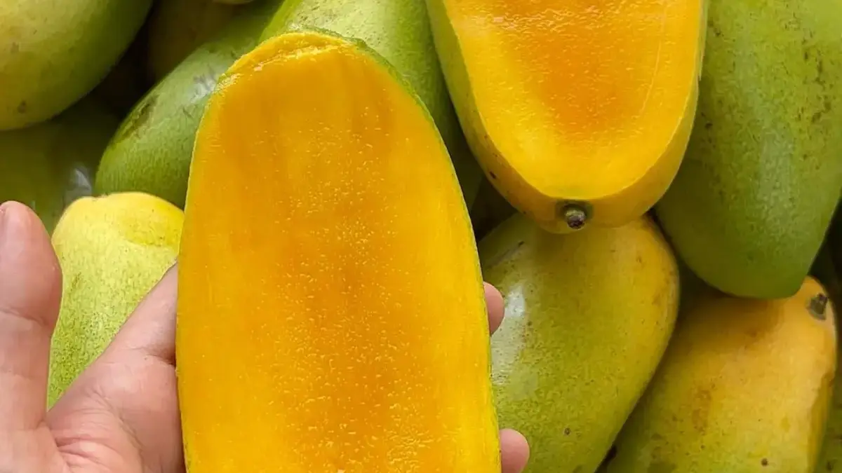 Musim Buah Mangga Tiba, Ini Deretan Manfaatnya untuk Kesehatan Tubuh dari Ujung Kulit Hingga Jantung Musim Buah Mangga