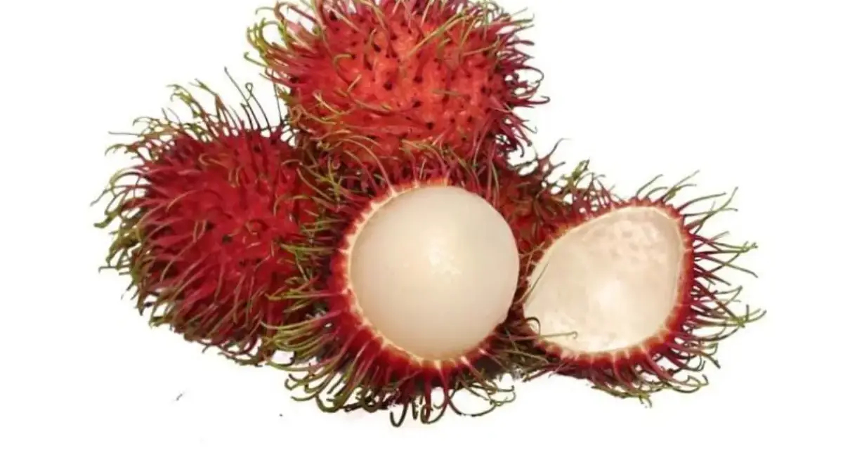 Ramai Komentar Netizen Sudah Penghujung Tahun 2025 Tapi Belum Musim Rambutan, Begini Faktanya! Rambutan