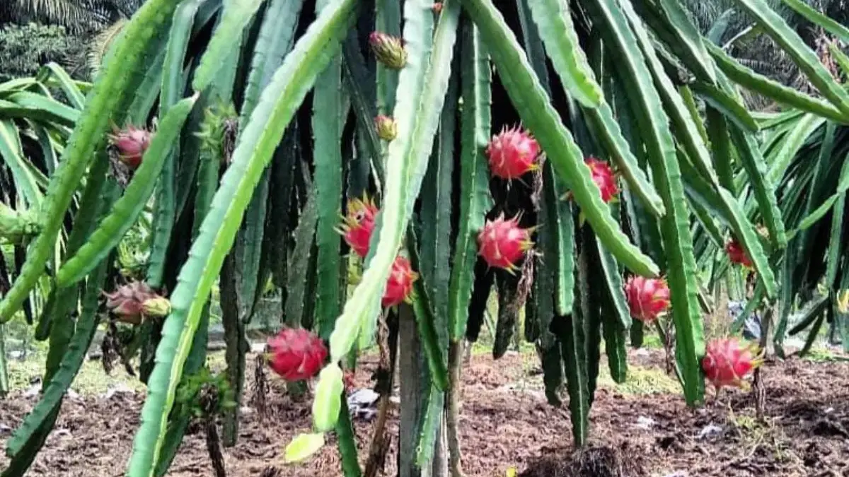 Fakta dan Data Buah Naga