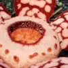 Bunga Rafflesia hasseltii berwarna merah marun dengan bercak putih mekar di hutan Sumatra Barat