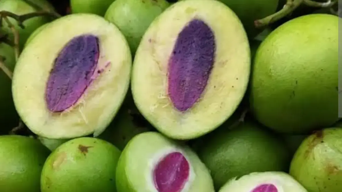 Manfaat Buah Gandaria.