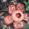 bunga rafflesia hasseltii